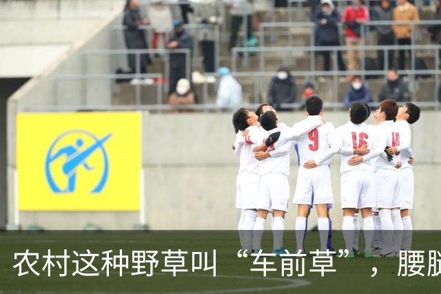 农村这种野草叫“车前草”，腰腿疼用它煮水喝有奇效，很多人不知道